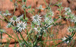 Eryngium heterophyllum, Wright's Eryngo, Southwest Desert Flora Eryngium heterophyllum, Wright's Eryngo, Southwest Desert Flora